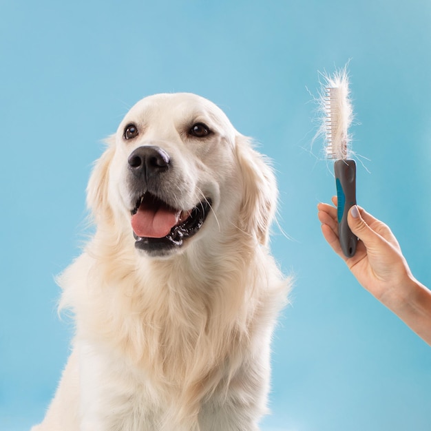 Simpatico cane labrador sulla procedura di toelettatura signora che tiene pettine con lana seduta su sfondo blu ritagliato