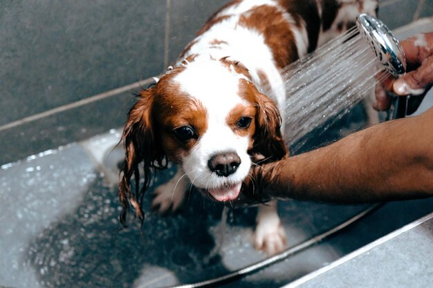 simpatico cane malato in attesa del veterinario