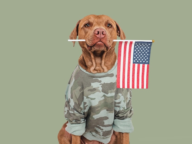 Simpatico cane marrone camicia militare e bandiera americana Primo piano in interni Studio shot Congratulazioni per i propri cari parenti amici e colleghi Concetto di cura degli animali domestici