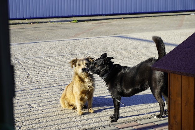 Simpatico cane nero in catena con un amico