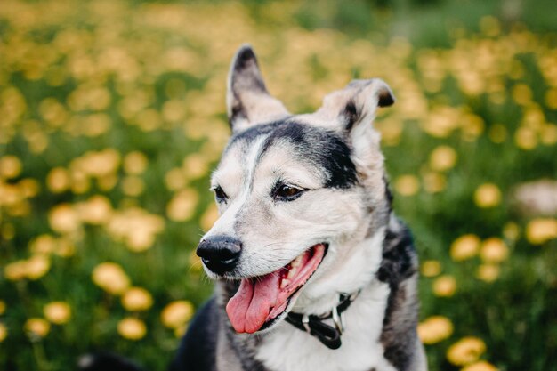 simpatico cane nero per una passeggiata in un prato fiorito con fiori gialli