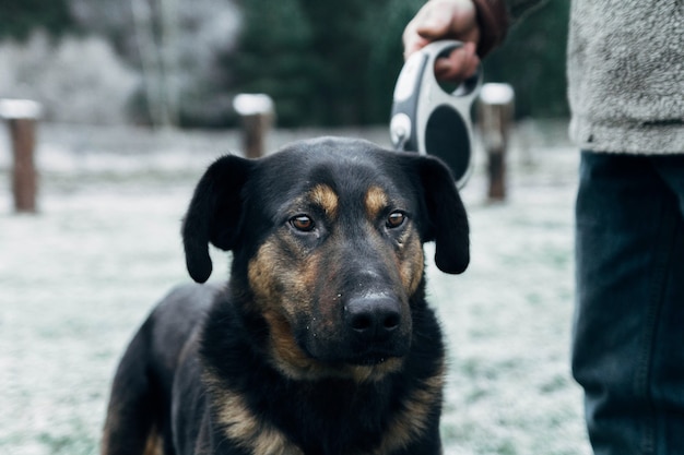 simpatico cane per una passeggiata in inverno nella natura