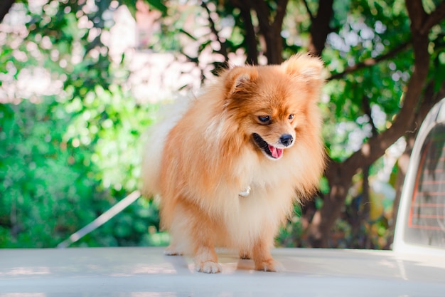 Simpatico cane pomeranian, cucciolo.