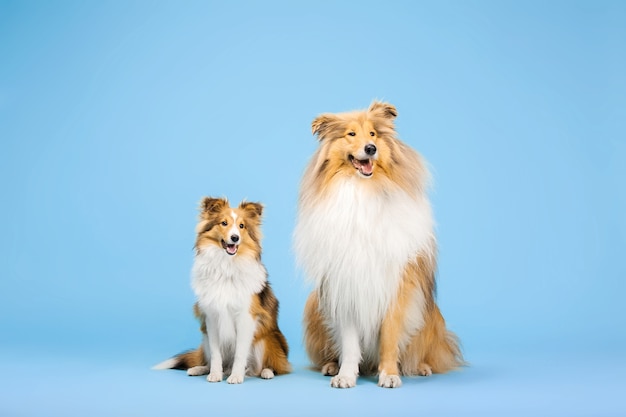 Simpatico cane Rough Collie e cane Shetland Sheepdog su sfondo blu