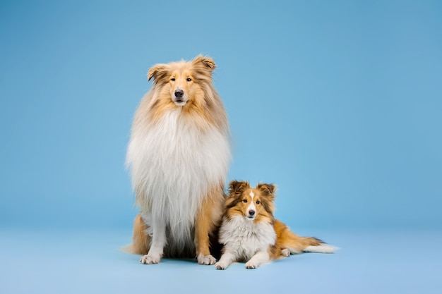 Simpatico cane Rough Collie e cane Shetland Sheepdog su sfondo blu