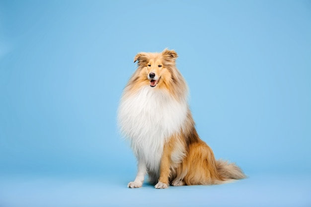 Simpatico cane Rough Collie su sfondo blu