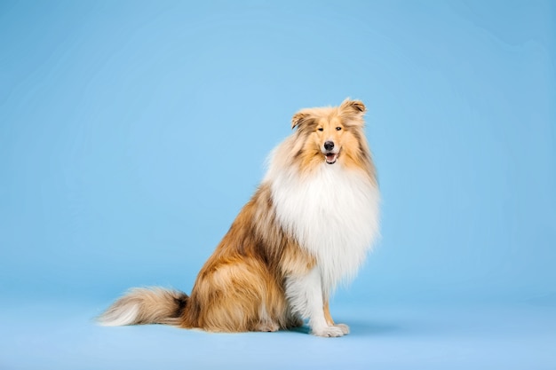 Simpatico cane Rough Collie su sfondo blu