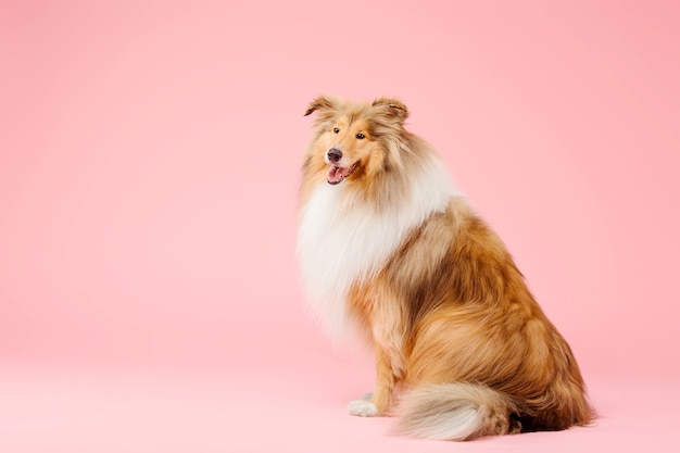 Simpatico cane Rough Collie su sfondo rosa