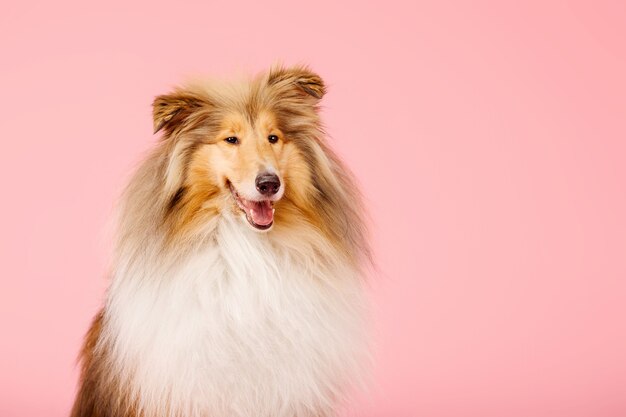 Simpatico cane Rough Collie su sfondo rosa