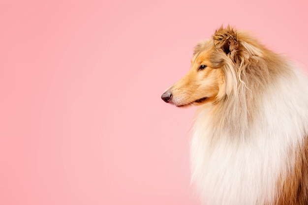 Simpatico cane Rough Collie su sfondo rosa