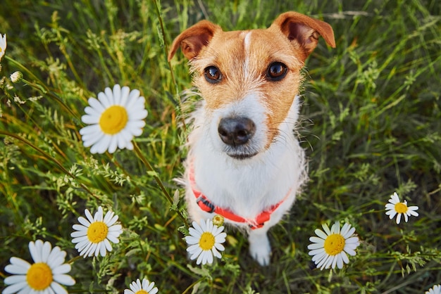 Simpatico cane seduto nell'erba verde con fiori di camomilla e guardando il ritratto dell'animale domestico della fotocamera in estate m