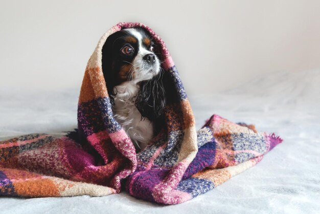 Simpatico cane seduto sotto la calda coperta