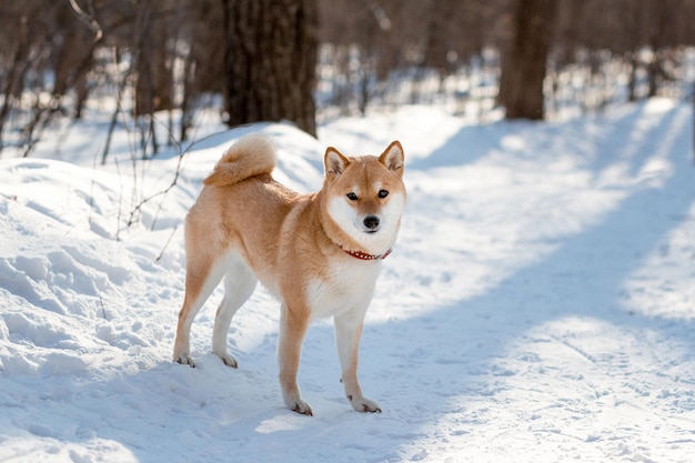 Simpatico cane shiba inu rosso con collare rosso in piedi nella foresta in una soleggiata giornata invernale