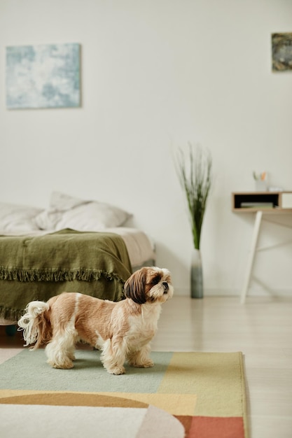 Simpatico cane shih tzu in casa accogliente con spazio di copia