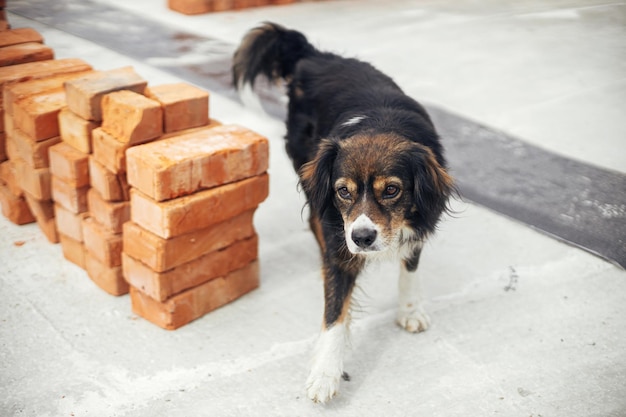 Simpatico cane soffice che cammina tra i mattoni sul processo di fondazione in cemento della costruzione di una casa Vecchio cane che protegge i mattoni rossi per la posa su fondamenta in cemento Materiali da costruzione in cantiere