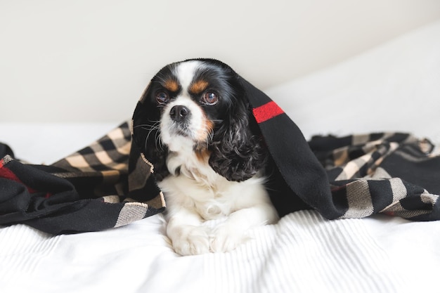 Simpatico cane sotto la calda e accogliente coperta