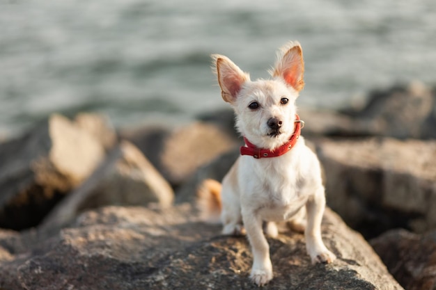 Simpatico cane sulle pietre della costa