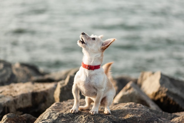 Simpatico cane sulle pietre della costa