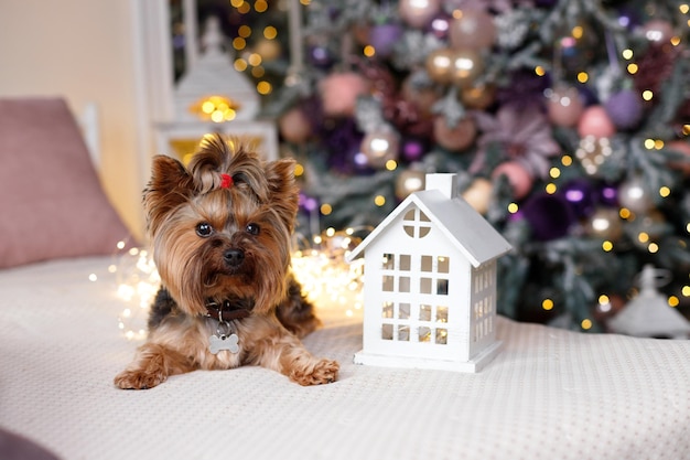 Simpatico cane vicino al giocattolo di Natale sull'albero di Natale