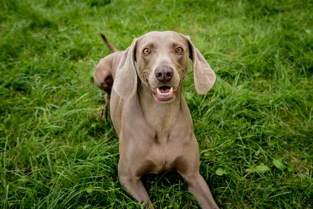 Simpatico cane Weimaraner al parco