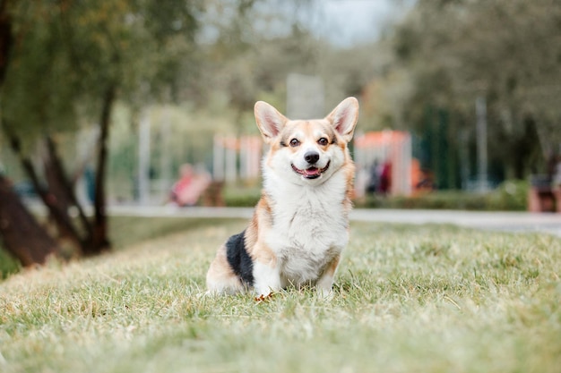 Simpatico cane Welsh Corgi all'aperto. Ritratto di cane Animale domestico in una passeggiata. Bella divertente razza di cane corgi