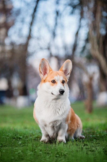 Simpatico cane Welsh Corgi all'aperto. Ritratto di cane Animale domestico in una passeggiata. Bella divertente razza di cane corgi