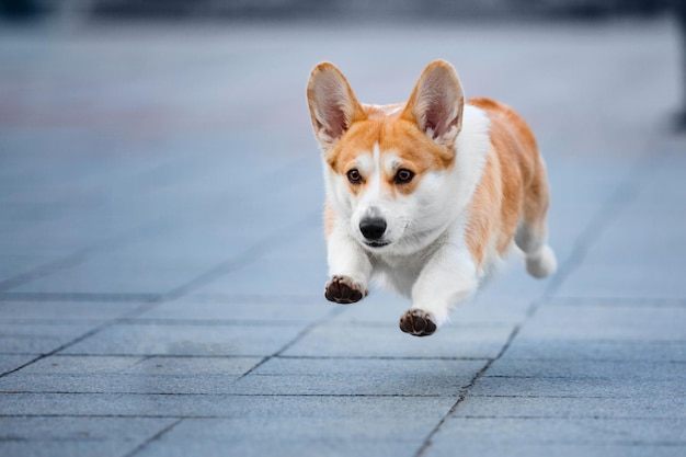 Simpatico cane Welsh Corgi all'aperto. Ritratto di cane Animale domestico in una passeggiata. Bella divertente razza di cane corgi