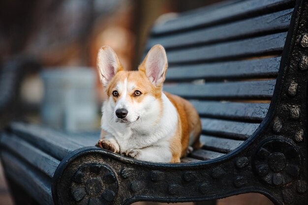 Simpatico cane Welsh Corgi all'aperto. Ritratto di cane Animale domestico in una passeggiata. Bella divertente razza di cane corgi