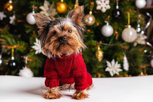 Simpatico cane Yorkshire terrier con albero di Natale dentro