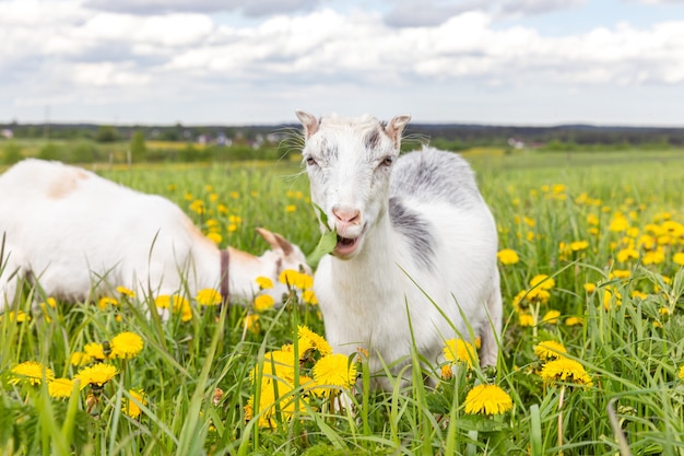 Simpatico capretto ruspante su fattoria di animali eco naturale biologica che pascola liberamente nella cupola del fondo del prato...