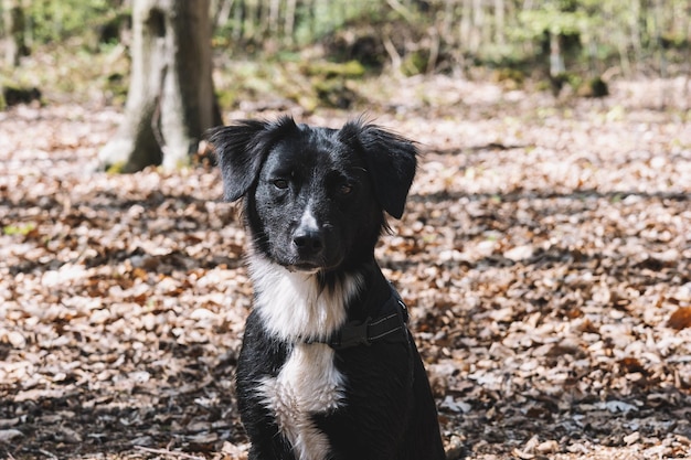 Simpatico collie bianco e nero nella foresta