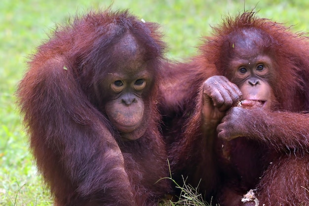 Simpatico comportamento dei cuccioli di oranghi