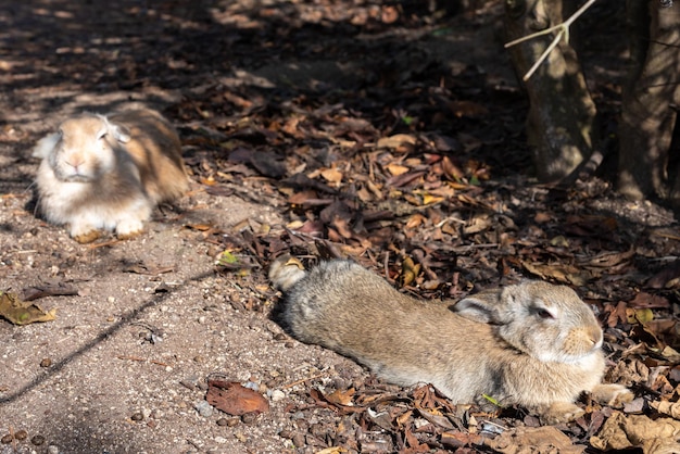 Simpatico coniglietto di conigli selvatici sull'isola di Okunoshima in un clima soleggiato, noto come l'isola dei conigli