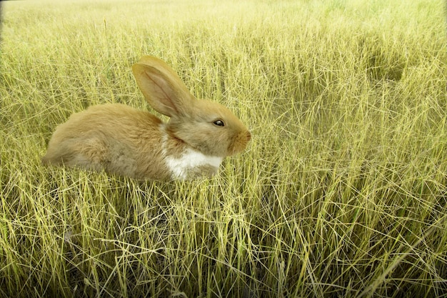 Simpatico coniglietto di pasqua sul campo Buona Pasqua