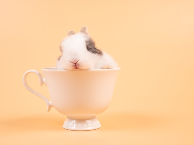 Simpatico coniglietto in tazza. Coniglio marrone del bambino di Pasqua del giovane coniglietto adorabile che si siede in una tazza di caffè bianca su colore giallo.