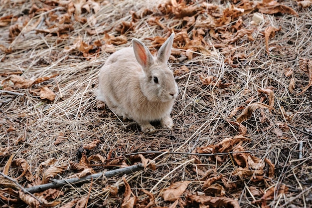 Simpatico coniglietto nel parco nel prato sull'erba Giovane affascinante lepre che gioca nel giardino l'anno del coniglio è il 2023