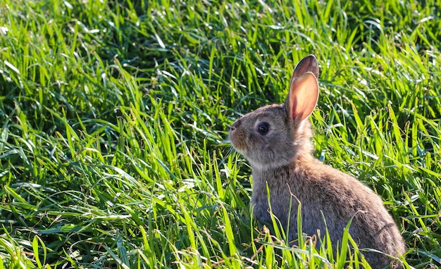 Simpatico coniglietto sull'erba verde Giovane adorabile coniglietto che gioca in giardino