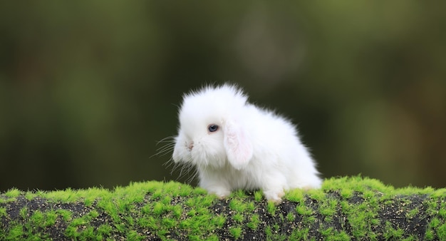simpatico coniglio bianco sull'erba