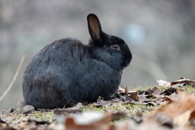 Simpatico coniglio che si gode la natura