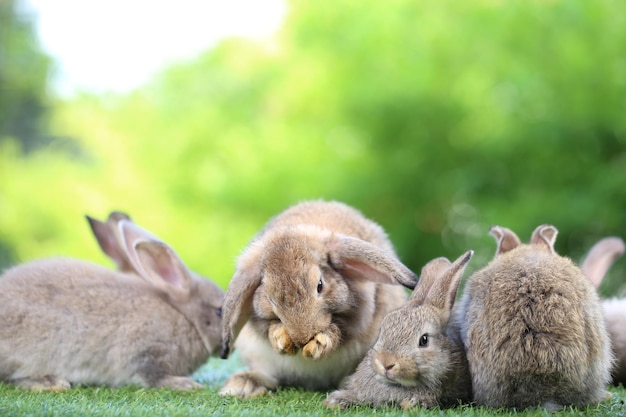 Simpatico coniglio sull'erba verde con bokeh naturale come sfondo durante la primavera Giovane adorabile coniglietto che gioca in giardino Lovrely pet al parco