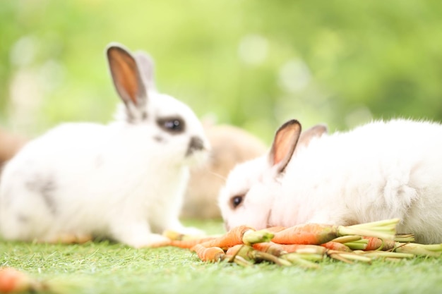 Simpatico coniglio sull'erba verde con bokeh naturale come sfondo durante la primavera Giovane coniglietto adorabile che gioca in giardino Animale domestico adorabile al parco in primavera