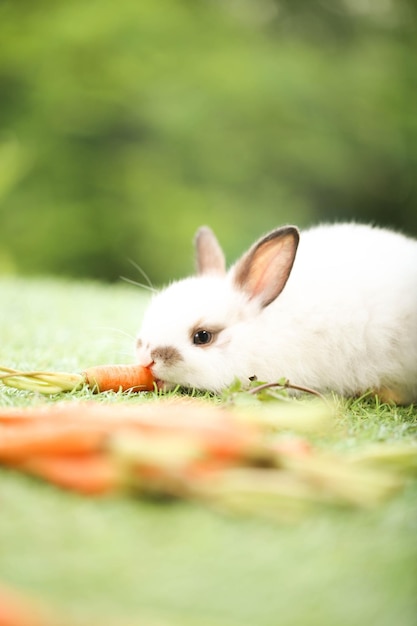 Simpatico coniglio sull'erba verde con bokeh naturale come sfondo durante la primavera Giovane coniglietto adorabile che gioca in giardino Animale domestico adorabile al parco in primavera