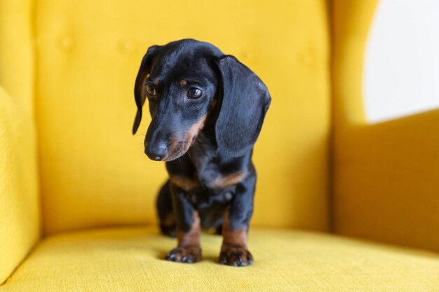 Simpatico cucciolo di bassotto seduto su una poltrona gialla