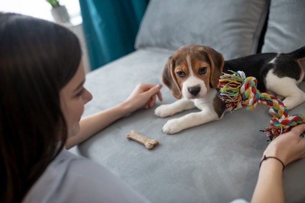 Simpatico cucciolo di beagle con un osso giocattolo