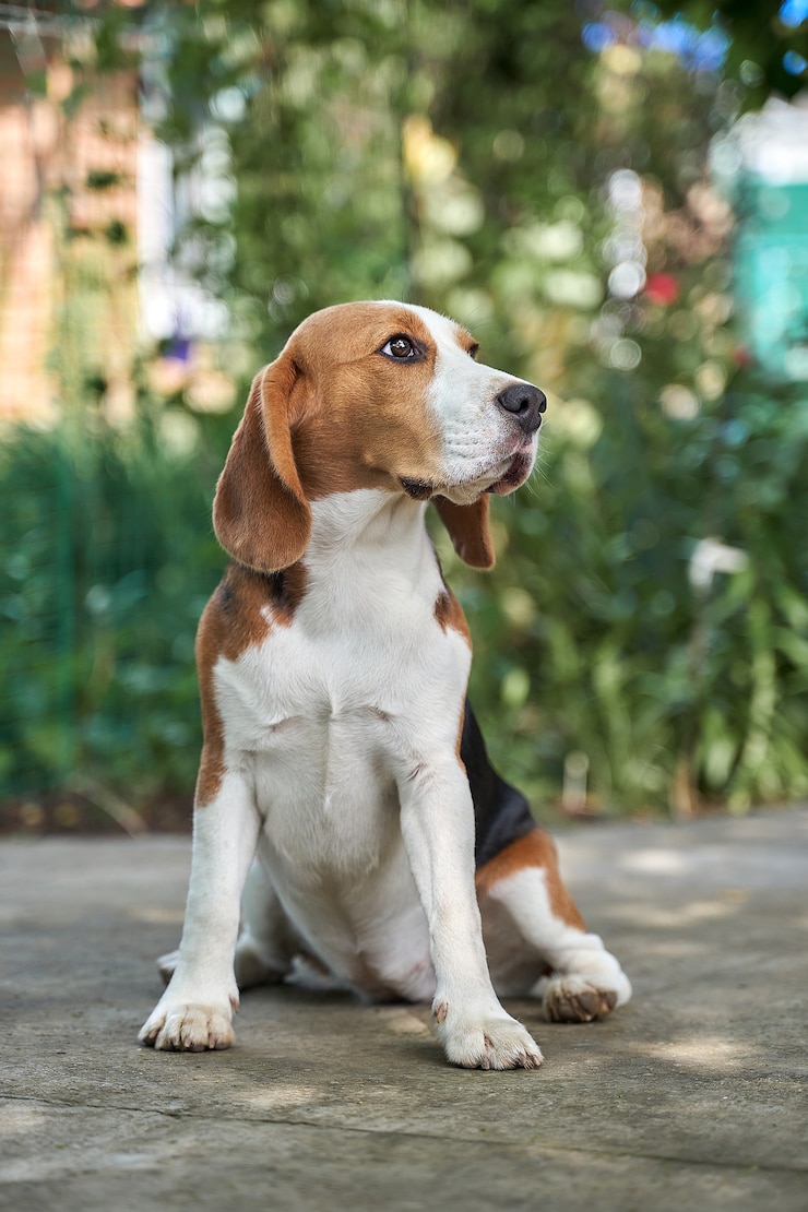 Foto simpatico cucciolo di beagle seduto nell'erba di un cortile con piante.