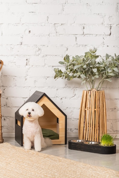 Simpatico cucciolo di bichon frise con un'elegante casa per animali domestici all'interno della stanza