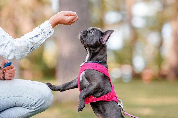 Simpatico cucciolo di bulldog francese con colletto rosa al parco. Bel cane