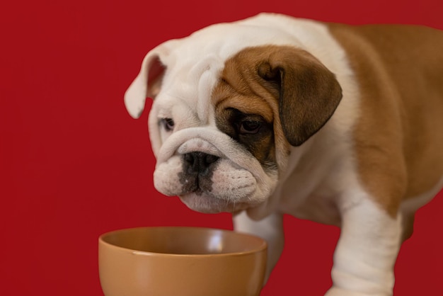 Simpatico cucciolo di bulldog inglese Animali domestici Un cane purosangue beve l'acqua da una ciotola