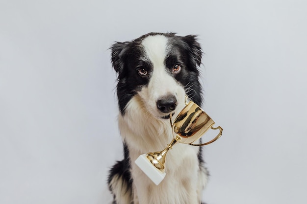 Simpatico cucciolo di cane border collie che tiene in bocca la coppa del trofeo del campione d'oro isolato su sfondo bianco ...