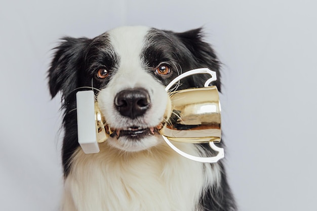 Simpatico cucciolo di cane border collie che tiene la coppa del trofeo del campione d'oro in bocca isolata su sfondo bianco